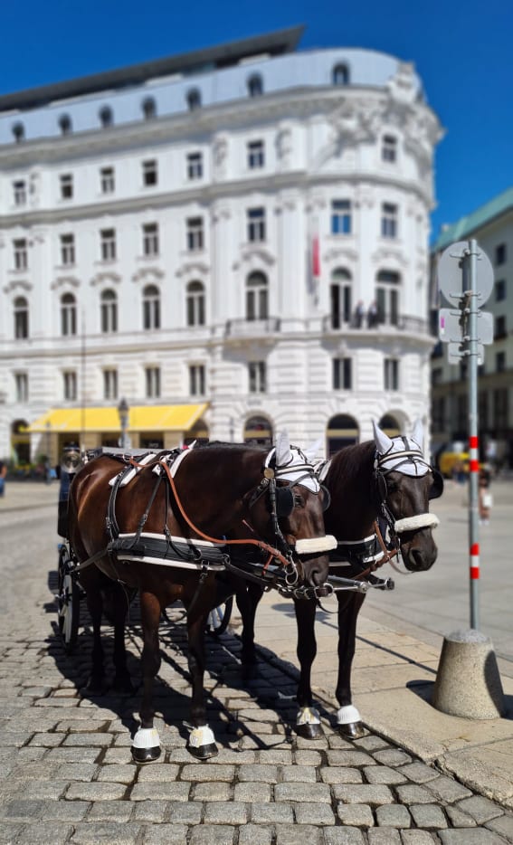 Vienna vibe